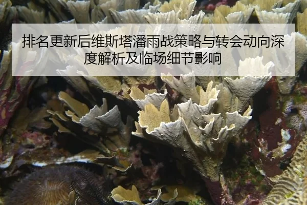 pai-ming-geng-xin-hou-wei-si-ta-pan-yu-zhan-ce-lve-yu-zhuan-hui-dong-xiang-shen-du-jie-xi-ji-lin-chang-xi-jie-ying-xiang-2-955.jpg